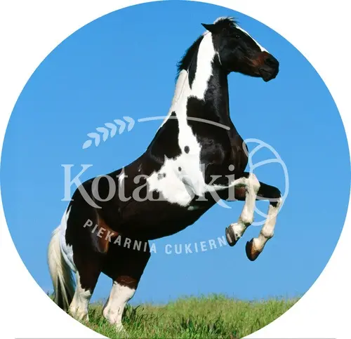 Opłatek 63 – Koń